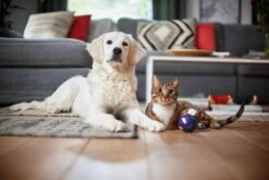 Philips Performer Silent FC8784/09 - Stofzuiger Met Zak -Philips 1200x800 741